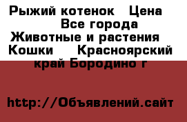 Рыжий котенок › Цена ­ 1 - Все города Животные и растения » Кошки   . Красноярский край,Бородино г.